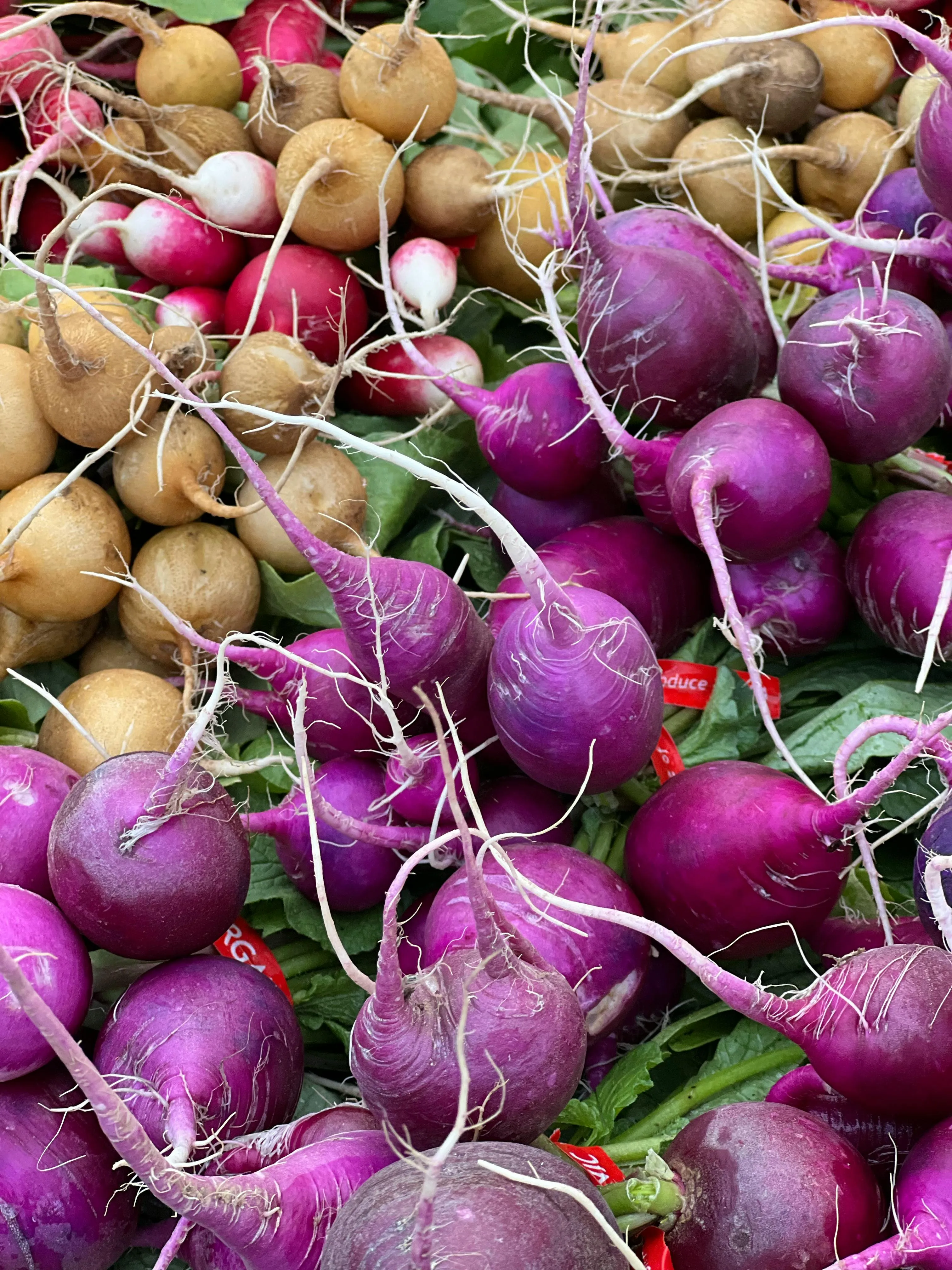 Beetroot export from India