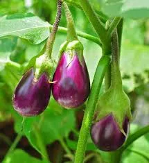 Brinjal export from India