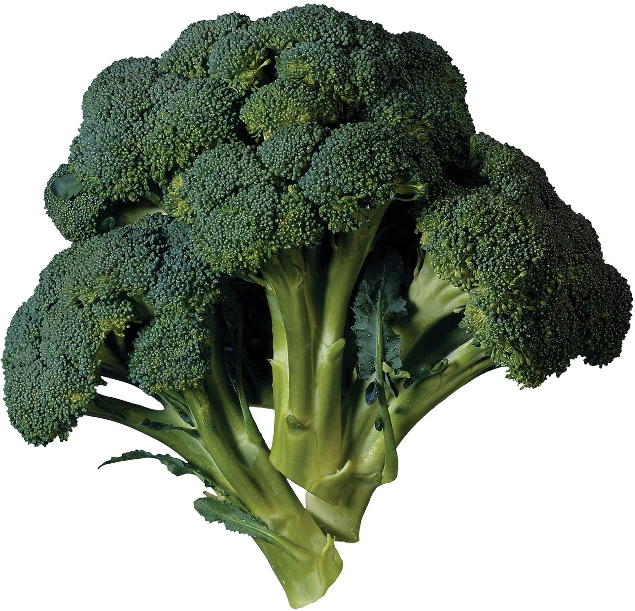 Broccoli export from India