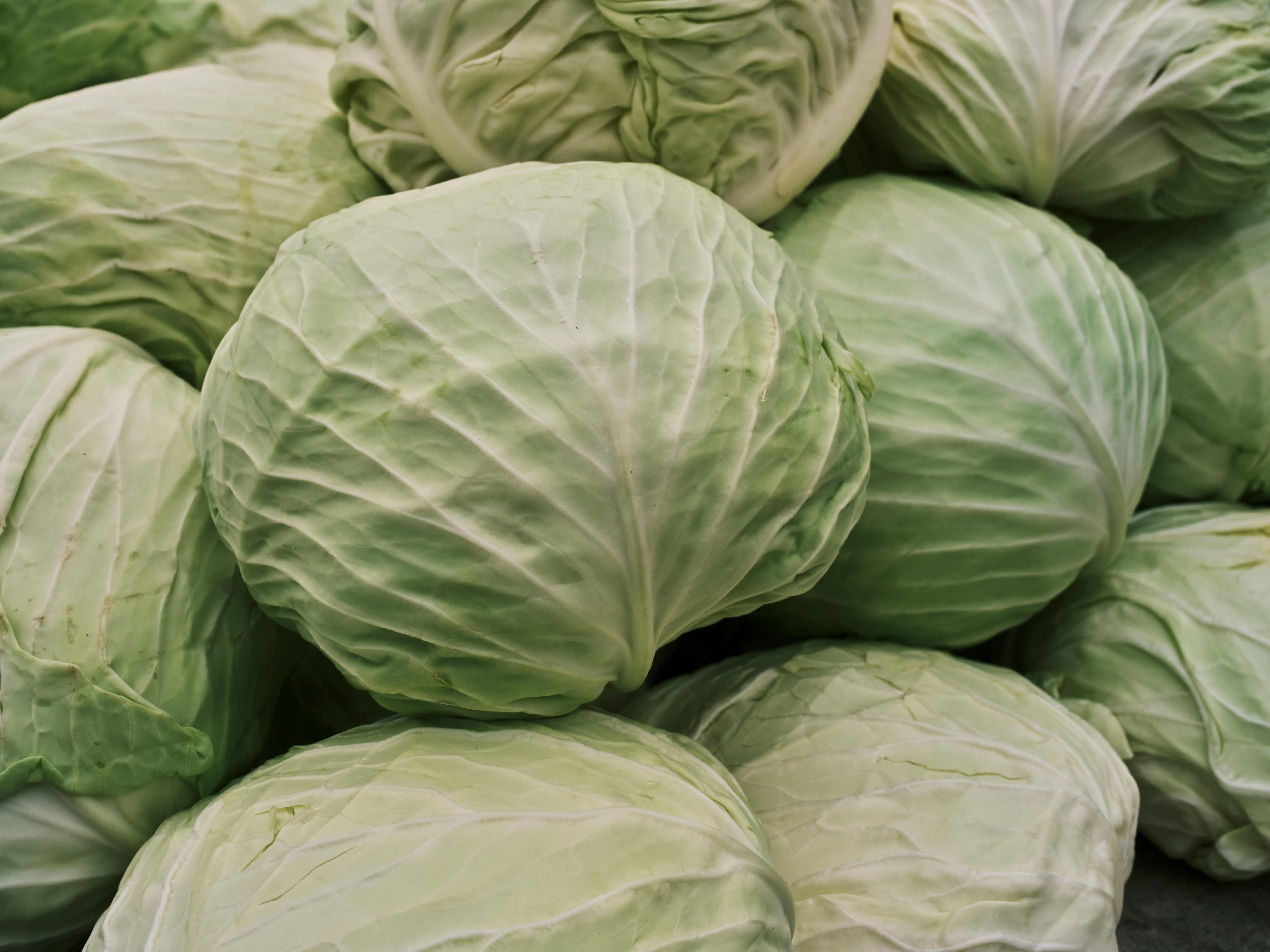 Cabbage export from India
