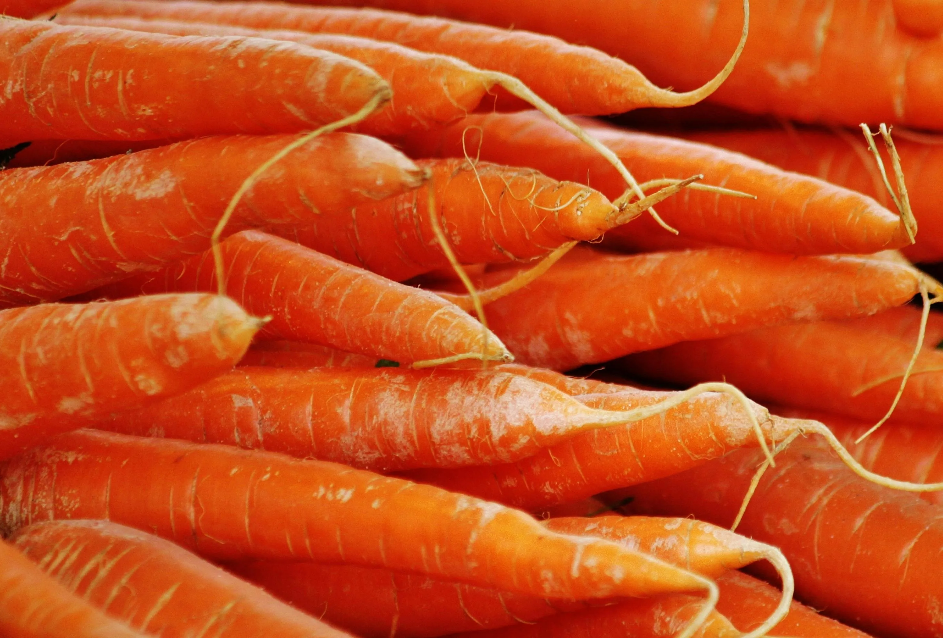 Carrot export from India