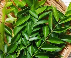 Curry Leaves export from India