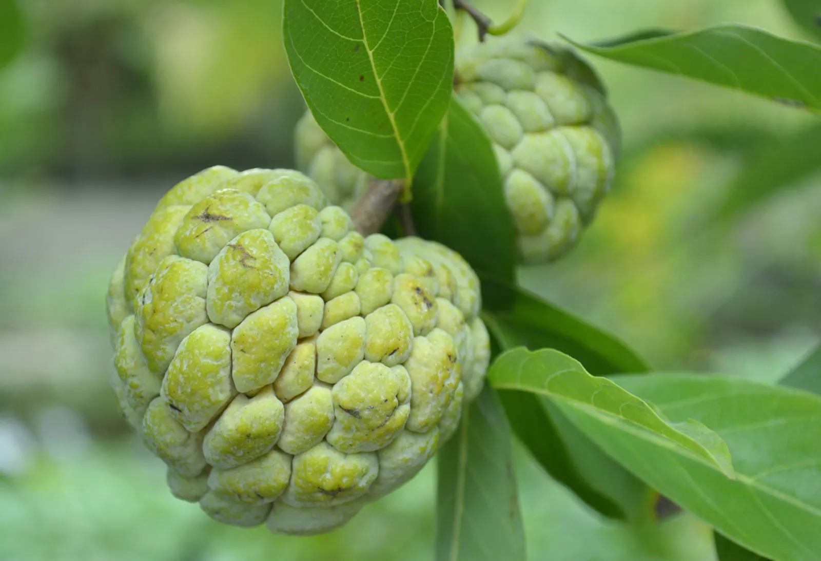 Custard Apple export from India