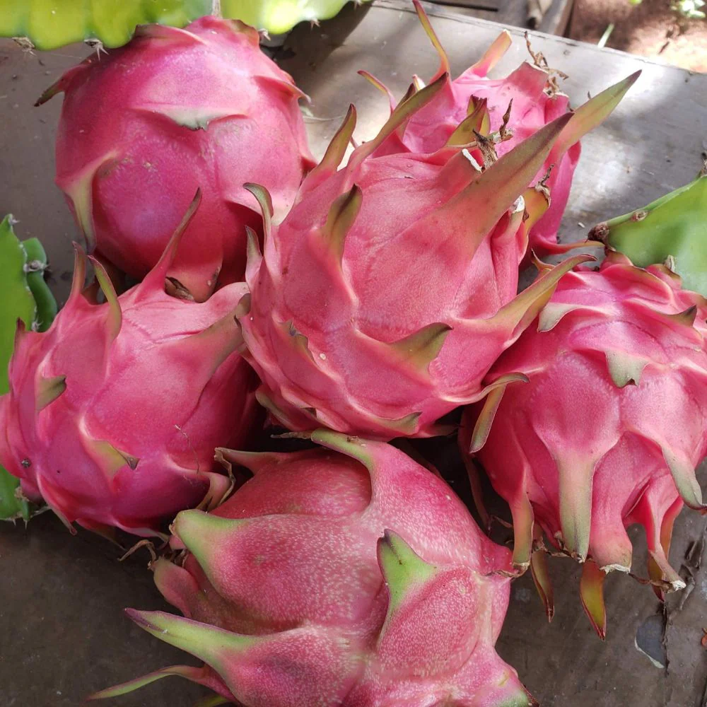 Dragon Fruit export from India