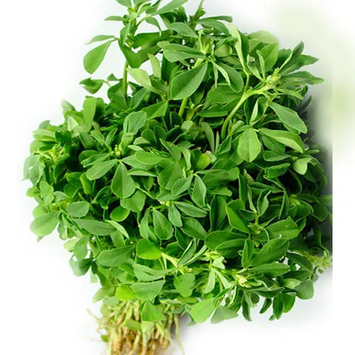 Fenugreek export from India