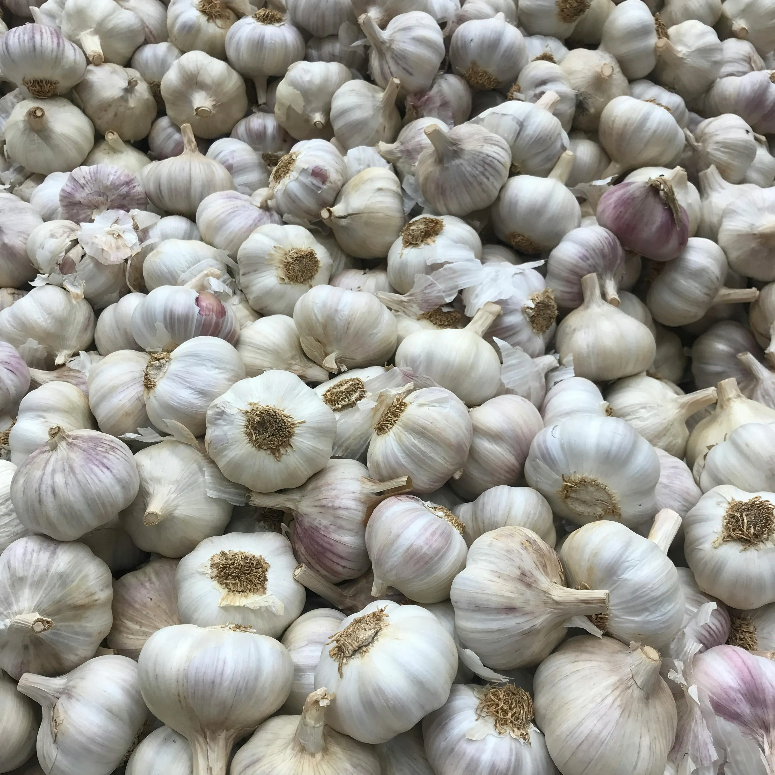 Garlic export from India