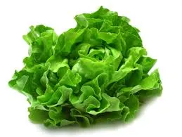 Lettuce export from India