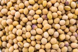 Soybean export from India