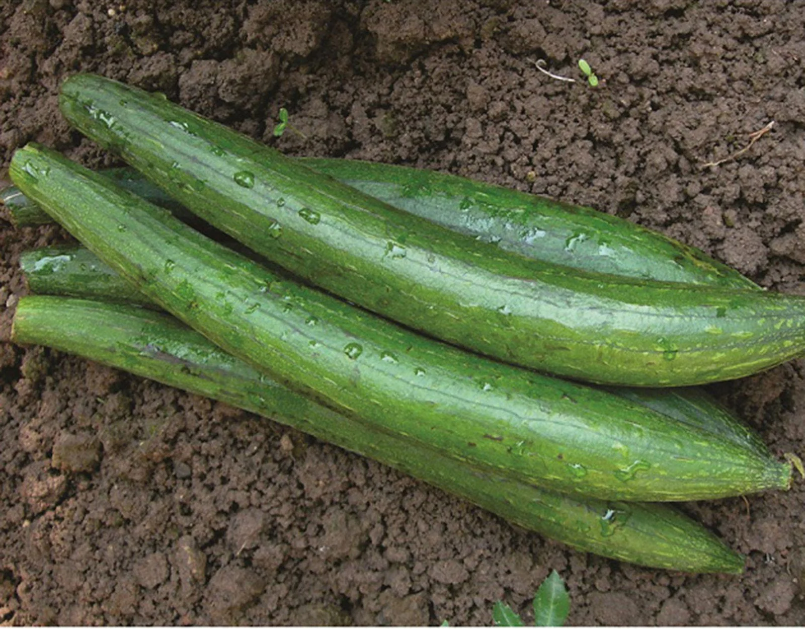 Sponge Gourd export from India