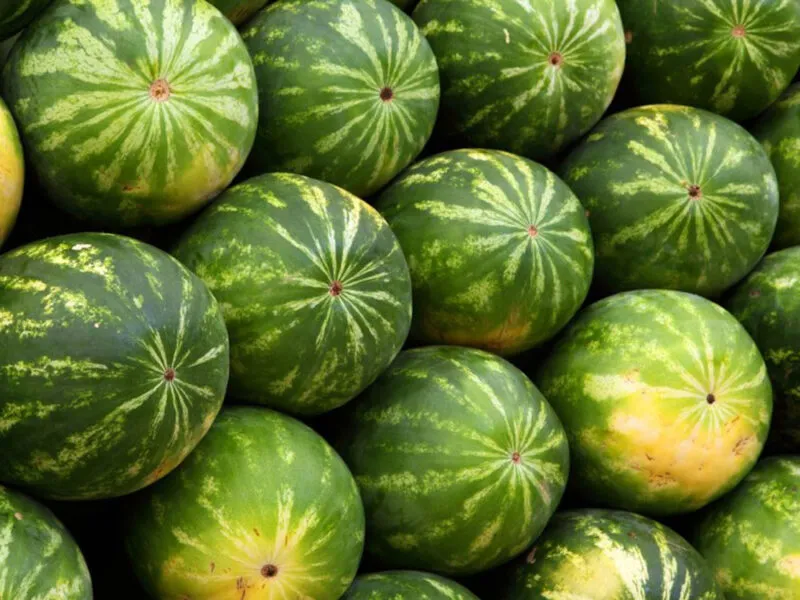 Watermelon export from India